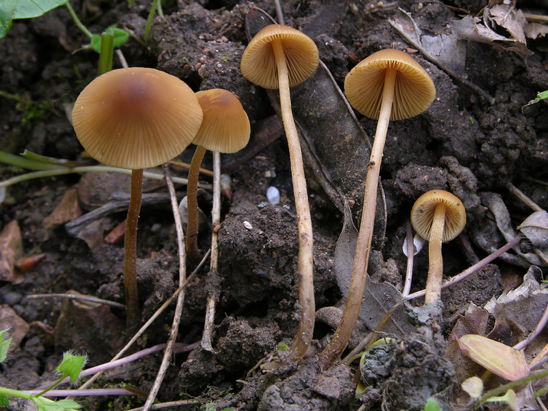 Conocybe da determinare.